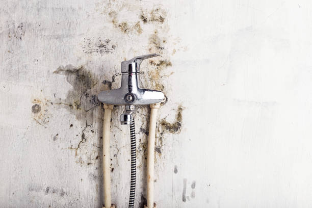 Best Fast Mold Removal  in Palmetto, GA
