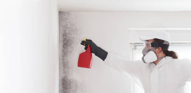 Best Toxic Mold Removal  in Palmetto, GA
