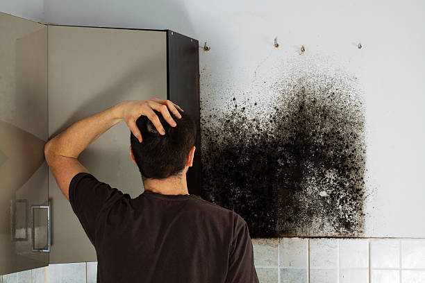 Best Mold Damage Repair  in Palmetto, GA