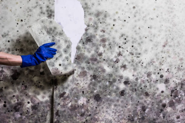 Crawl Space Mold Removal in Palmetto, GA