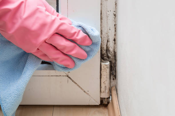 Best Mold Removal and Inspection  in Palmetto, GA