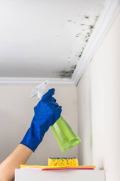 Best Emergency Mold Removal  in Palmetto, GA